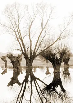 Central Europe Open Air Scenes Drucke: Pollarded willows on the Lower Rhine