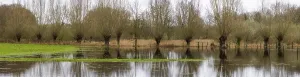 Deciduous Trees On Water Drucke: Pollarded willows in the water