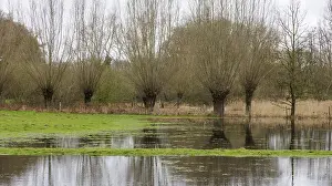 German Waterfront Scenes Drucke: Pollarded willows in the water