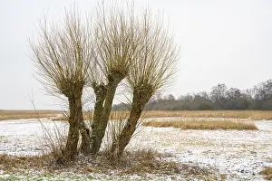 Winter Scenery In Central Europe Drucke: Pollarded willows in winter on the dyke of the Dummer