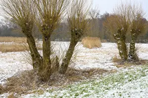 Dummer Lake Germany Drucke: Pollarded willows in winter on the dyke of the Dummer