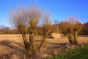 Northern Germany Wetlands Drucke: Pollarded willows in winter on the dyke of the Dummer