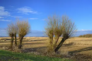 Lower Saxony Landscapes Drucke: Pollarded willows in winter on the dyke of the Dummer