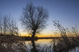 Winter Time Travel Photography Drucke: Pollarded willows in winter landscape at the Dummer at sunset