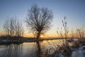 Willows In Snow Drucke: Pollarded willows in winter landscape at the Dummer at sunset