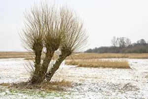 Pollarded Willows Drucke: Pollarded willows in a wintry landscape at Dummer