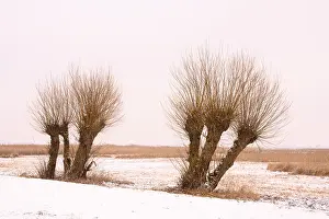 Winter Time Nature Photography Drucke: Pollarded willows in a wintry landscape at Dummer
