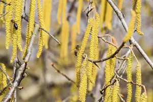 Drucke von Bestäubung durch Bienen Ohrringe Haselnuss. Atyrau, Kasachstan Verwandte Bilder Drucke: Bestäubung durch Bienen Ohrringe Haselnuss