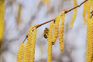 Drucke von Imkerei durch Bienen bei Haselnüssen. Atyrau, Kasachstan Verwandte Bilder Drucke: Befruchtung durch Bienen Ohrringe Haselnuss