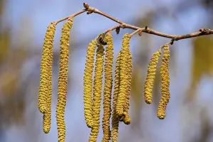 Drucke von Befruchtung durch Bienen. Ohrringe aus Haselnuss. Blüten von Hasel - Hazelnuss. Atyrau, Kasachstan Verwandte Bilder Drucke: Bestäubung durch Bienen Ohrringe Haselnuss