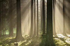 Central Europe Nature Scenery Drucke: Pollwitz Forest, Thuringia