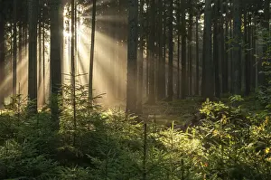 Autumn Landscape Drucke: Pollwitz Forest, Thuringia