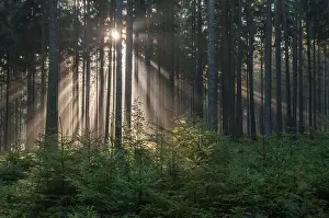 Misty Mood German Countryside Drucke: Pollwitz Forest, Thuringia