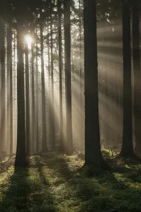 German Countryside Scenery Drucke: Pollwitzer Wald, Thuringia