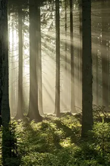 Misty Mood In Germany Drucke: Pollwitzer Wald, Thuringia