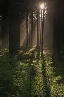 Central Europe Fall Season Drucke: Pollwitzer Wald, Thuringia