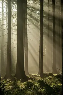German Countryside Landscapes Drucke: Pollwitzer Wald, Thuringia
