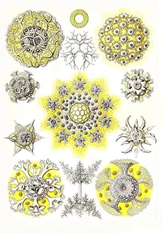 Nineteenth Century Woodcuts Drucke: Polycyttaria, Association Rays
