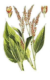 White Background Plant Images Drucke: Polygonum orientale, Eastern Knotweed