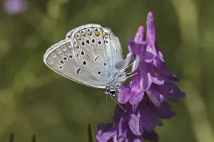 Wildlife Photography Male Drucke: Polyommatus amandus (Mannchen)