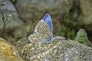 Drucke von Ein Männchen des Adonis-Blauen (Polyommatus bellargus, Lysandra bellargus) in voller Pracht Adonisröschen Drucke: Polyommatus bellargus, Lysandra bellargus, Adonis-Blau (Männchen)