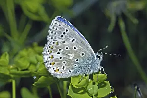 Drucke von Ein Männchen des Adonis-Blauen, einer Schmetterlingsart aus der Familie der Bläulinge Adonisröschen Drucke: Der Adonis-Blauflügel (Polyommatus bellargus, Lysandra bellargus)