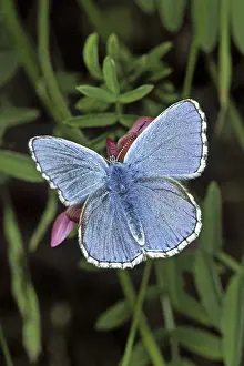 Drucke von Ein Männchen des Adonis-Blaukäfers (Polyommatus bellargus, Lysandra bellargus) mit seinen auffälligen Blaugrünen Flügeln Adonisröschen Drucke: Der Adonis-Bläuling (Polyommatus bellargus, Lysandra bellargus)