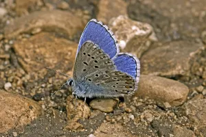 Drucke von Polyommatus bellargus, Lysandra bellargus, Adonis-Bläuling (Männchen) Adonisröschen Drucke: Polyommatus bellargus, Lysandra bellargus