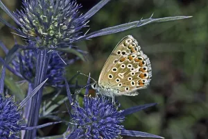 Drucke von Polyommatus bellargus, Lysandra bellargus, Himmelblau-Bläuling, Weibchen Adonisröschen Drucke: Polyommatus bellargus, Lysandra bellargus