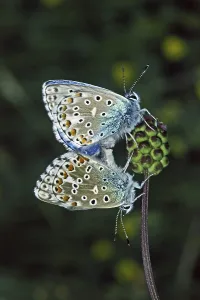 Drucke von Polyommatus bellargus, Lysandra bellargus, Adonis-Bläuling (o= männlich, u= weiblich) Adonisröschen Drucke: Polyommatus bellargus, Lysandra bellargus
