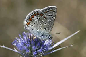 Drucke von Polyommatus bellargus, Lysandra bellargus, Himmelsblau Adonisröschen Drucke: Polyommatus bellargus, Lysandra bellargus