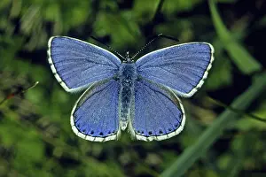 Drucke von Polyommatus bellargus, Lysandra bellargus, Adonis-Bläuling (Männchen) Adonisröschen Drucke: Polyommatus bellargus, Lysandra bellargus