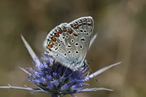 Drucke von Polyommatus bellargus, Lysandra bellargus, Himmelblau-Bläuling Adonisröschen Drucke: Polyommatus bellargus, Lysandra bellargus