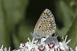 Flying Insect Habitat Drucke: Polyommatus, Blauling
Polyommatus, Bluling