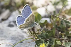 Wildlife Natural Environment Photos Drucke: Polyommatus dorylas (Mannchen)