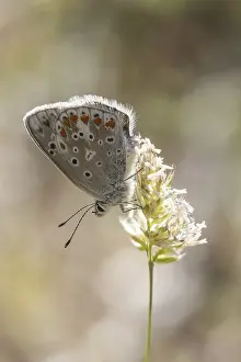 Wildlife Photography Fauna Drucke: Polyommatus dorylas (Weibchen)