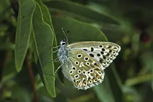 Natural Habitat Wildlife Drucke: Polyommatus hispana