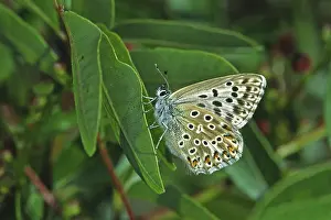 Pterygote Insect Pictures Online Drucke: Polyommatus hispana
