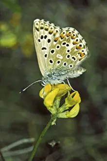 Gossamer Winged Insects Drucke: Polyommatus hispana, blue