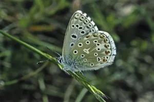Flying Insect Fauna Photography Drucke: Polyommatus hispana, blue