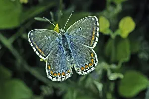 Pterygote Insects In Habitat Drucke: Polyommatus hispana, blue
