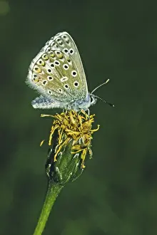 Polyommatus Icarus Drucke: Polyommatus icarus, crested blue