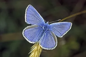 Deserted Natural Habitats Drucke: Polyommatus icarus, crested blue
