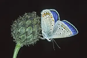 Common Blue Butterfly Drucke: Polyommatus icarus, crested blue