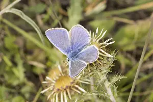 Crested Blue Butterfly Drucke: Polyommatus icarus, crested blue