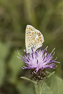 Polyommatus Icarus Drucke: Polyommatus icarus, crested blue