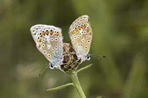 Crested Blue Butterfly Drucke: Polyommatus icarus, crested blue