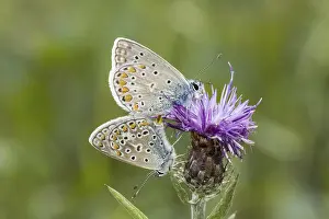 Drucke von Polyommatus icarus, Kornblau, Gemeiner Bläuling - Polyommatus icarus, Gemeiner Bläuling von Niedersachsen, Deutschland Common Blue Drucke: Polyommatus icarus, Blausticht