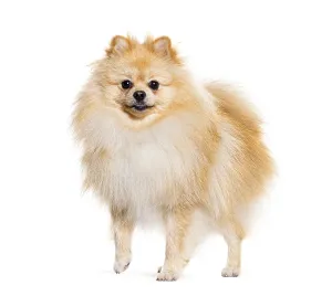 Animal Looking At Camera Drucke: Pomeranian looking at the camera