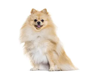 Purebred Dog Breed Images Drucke: Pomeranian looking at the camera